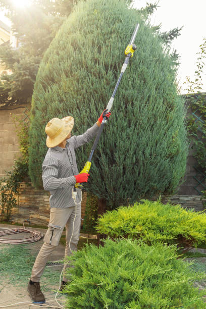 Best Tree Trimming and Pruning  in Paulden, AZ